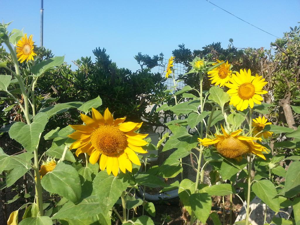 Il Girasole Formia Guesthouse Rooms المظهر الخارجي الصورة
